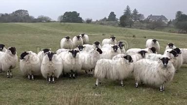 有趣的羊看着，走向镜头